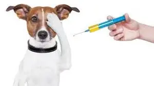Psík